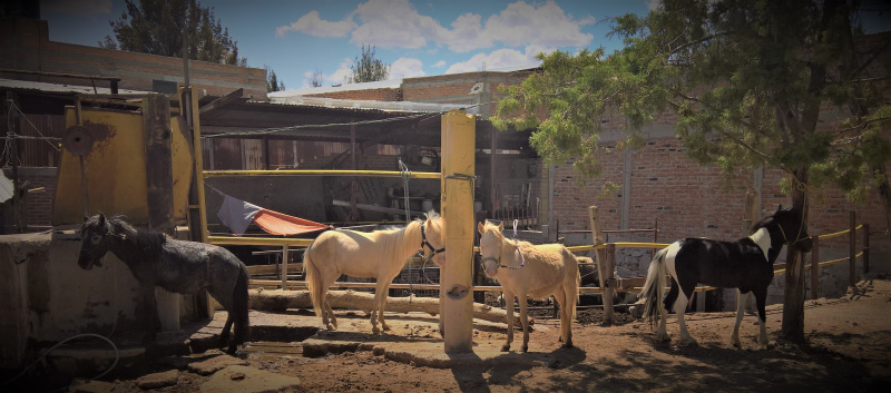 Ponies de Aguascalientes 4491443190, 4491054118. 
