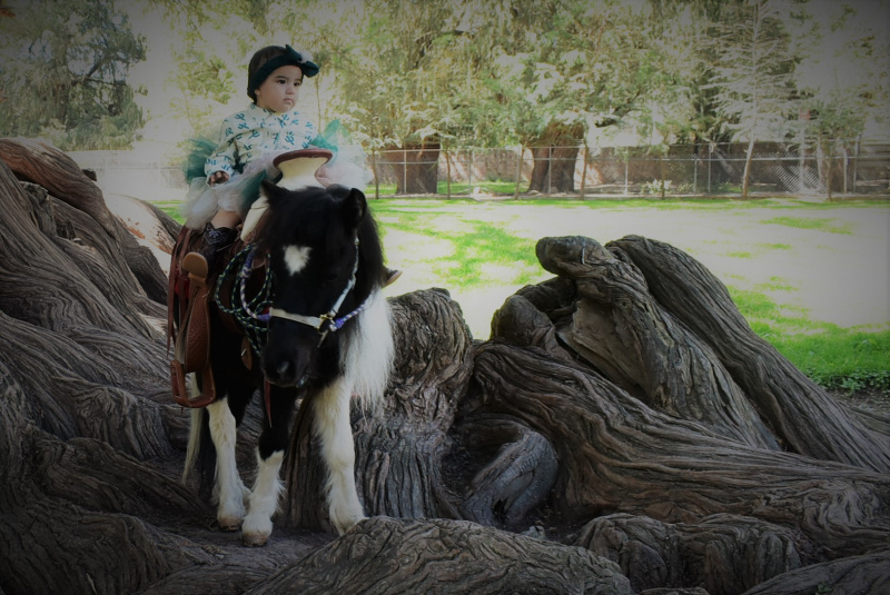 Ponies de Aguascalientes 4491443190 y 4491054118