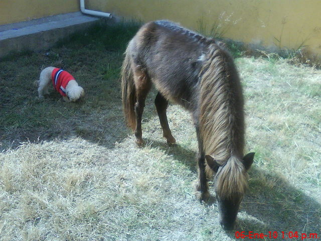 04 Ponies de Aguascalientes