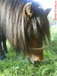 06 Ponies de Aguascalientes