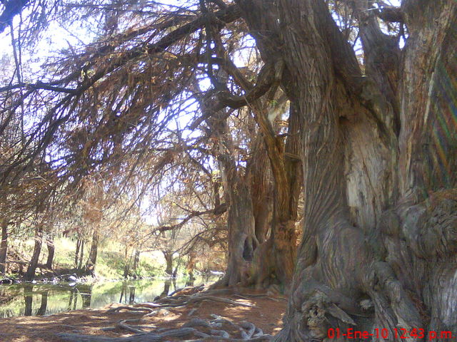 El sabinal Ags-1
