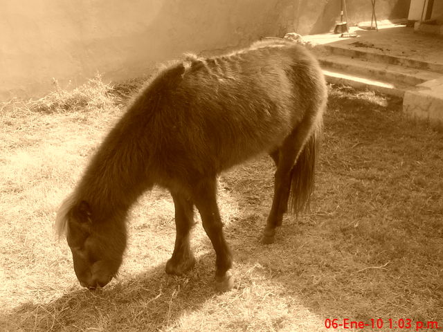 05 Ponies de Aguascalientes