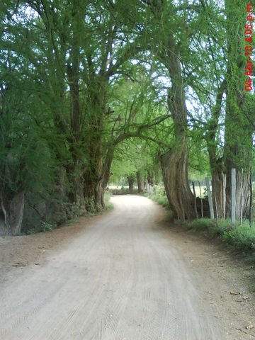 El sabinal Ags-02