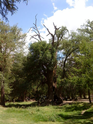 El sabinal Ags-16