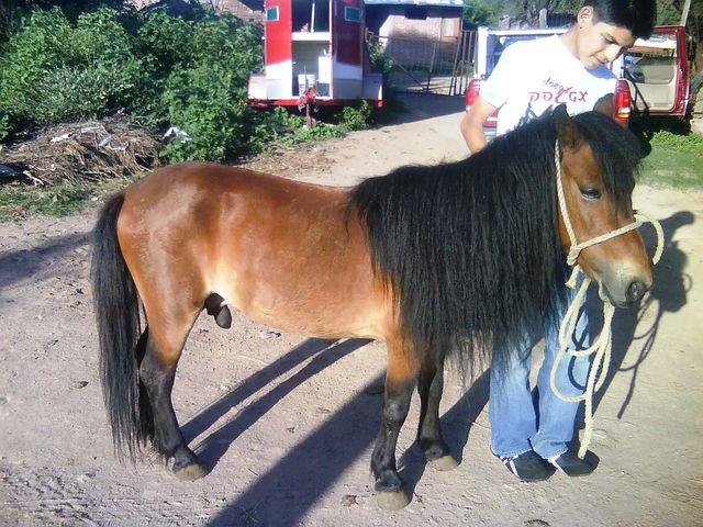 02 Ponies de Aguascalientes