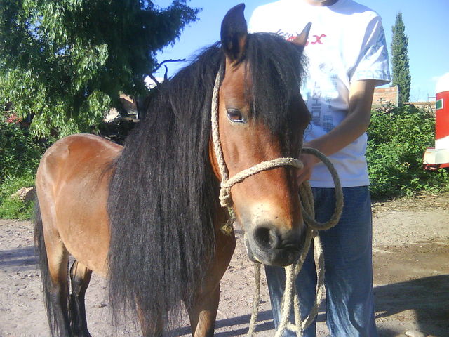 01 Ponies de Aguascalientes